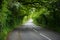 Road through the green countryside