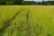 Road in a green field of wheat. Traces of agricultural transport on the grass on a sunny day