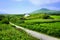 Road through green fields of County Kerry with small farm house, Ireland