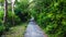 Road in a green foggy forest with summer idea background