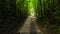 The road through the green forest. Bilar Man-Made Forest. Bohol, Philippines.