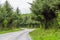 Road between Green lush plants of temperate rainforest at Olympic National Park Washington USA