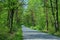 Road through a green, peaceful forest. A moment of relaxation