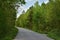 Road through a green, peaceful forest. A moment of relaxation