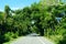 The road with green tropical trees near Hugh Taylor Birch State Park, Fort Lauderdale, Florida, U.S.A