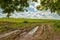 Road Ground With Reflection Of Puddle Path To Green Wheat Field.