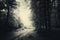 Road through haunted Transylvanian forest with fog