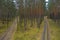 A road in a high pine forest. Photo from the drone.