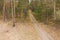 A road in a high pine forest. Photo from the drone.