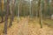 A road in a high pine forest. Photo from the drone.