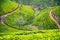 Road in the hill overgrown by tea bushes