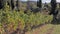 The road through hills of Tuscany, and grapevine with ripe bunches of grapes