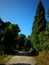 Road through Himalayan pine forest under blue sky