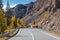 Road horse mountains asphalt autumn herd