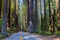 Road through the Humboldt Redwoods State Park