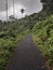 Road image going through forest area