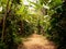 Road through the jungle, panama