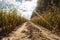 The road is laid through a cornfield. Autumn day with bright sun on a blue sky with clouds