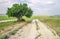 Road lane and lonely tree.