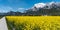 Road leading through panorama landscape with a canola rapeseed field and snowcapped alpine mountains