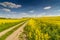 The road leading through the rape fields in Masuria, Poland