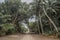 Road leading to jungles with palm trees and bushes