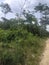 the road leading to the village left and right is still forest