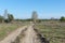 The road leading to the white birch, standing on the horizon