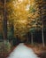A road leads to a forest decorated with autumn colors landscape photo.