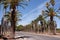 Road lined with date palms