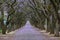 Road lined with jacaranda trees in full bloom