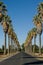 Road lined in Palm Trees