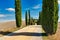 Road Lined with Tuscan Cypress Trees in Summer