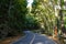 Road in Mahogany Forest on the Bohol island, Philippines