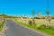 Road in a meadow