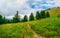 The road through the meadow. Atmospheric green forest landscape. Minimalist panoramic scenery with edge coniferous forest and