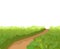 Road. Meadow. illustration. Lawn. Grass close-up. Green landscape. Isolated. Cartoon style. Flat design. Vector art