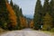 Road in the middle of autumn forest