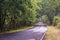 Road in the middle of a forest