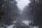 Road in the middle of a forest, with street lights. Misty, moody, morning.