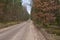 Road in the middle of a green forest on a sunny day.