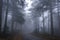 Road in the mist along woods with fog