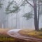 road in misty morning pine forest