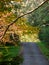 A road in Mount Wilson, Australia