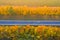 Road with moving cars. Aerial view. Straight road with trees with yellow foliage