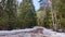 Road with mud wet snow in the forest in winter, spring or autumn. Rural rustic landscape. Wet dirty road in early spring