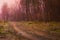 Road in a mysterious fall forest. Dark scary autumn road