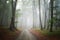 Road in a mysterious fantasy foggy forest