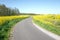 Road in nature reserve The Vlietlanden in Leidschendam, The Netherlands, with colza flowers rapeseed in the springtime
