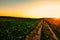 Road near a wheat field at sunset against a gradient sky background Belarus, Grodno